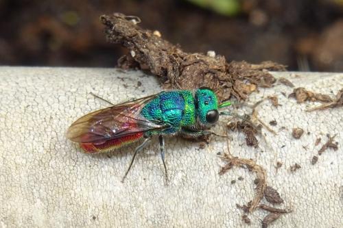 Réf. 254 044 : Chrysis sp.